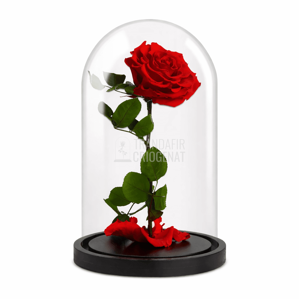 Trandafir Criogenat Roșu în Cupolă de Sticlă cu Mesaj Personalizat Cadou Elegant pentru Femei