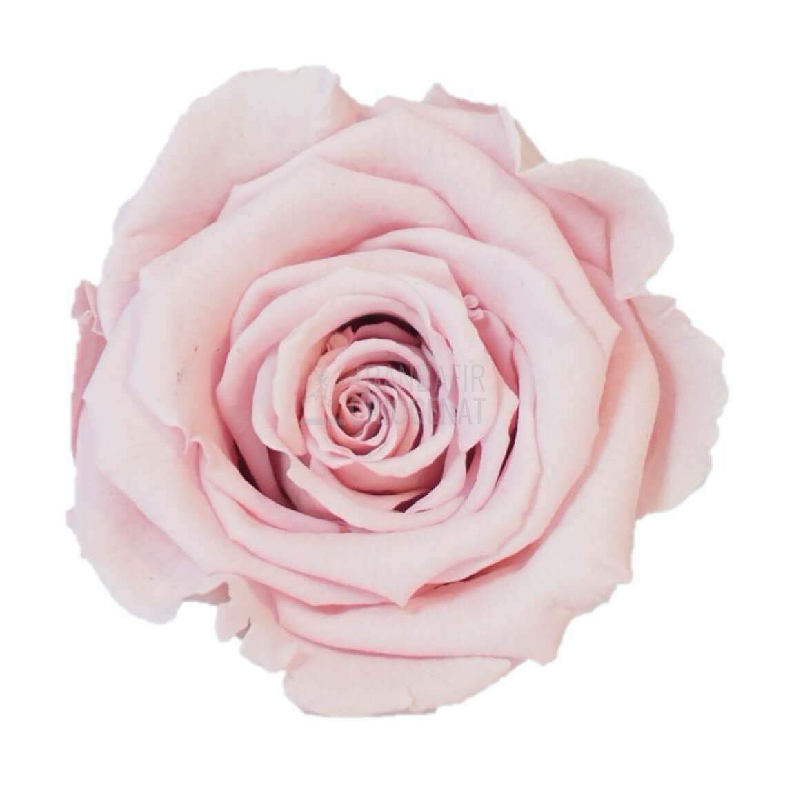 Trandafir Criogenat Roz Deschis In Cupolă De Sticlă Cu Mesaj Personalizat Cadou Pentru Ea