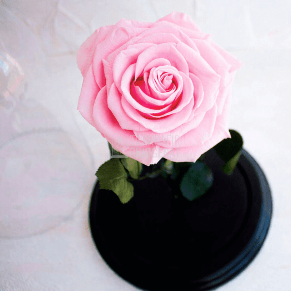 Trandafir Criogenat Roz Deschis In Cupola De Sticla Cu Mesaj Personalizat Cadou Pentru Femei