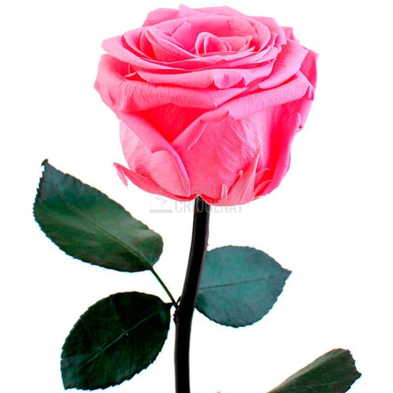 Trandafir Criogenat Roz Deschis In Cupola De Sticla Cu Mesaj Personalizat Cadou Pentru Femei