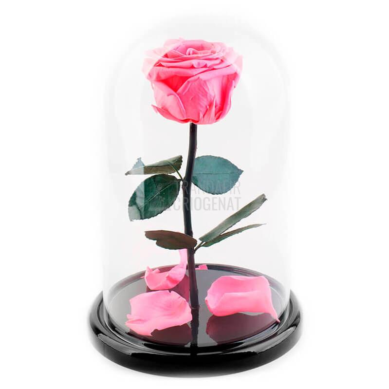 Trandafir Criogenat Roz Deschis In Cupola De Sticla Cu Mesaj Personalizat Cadou Pentru Femei