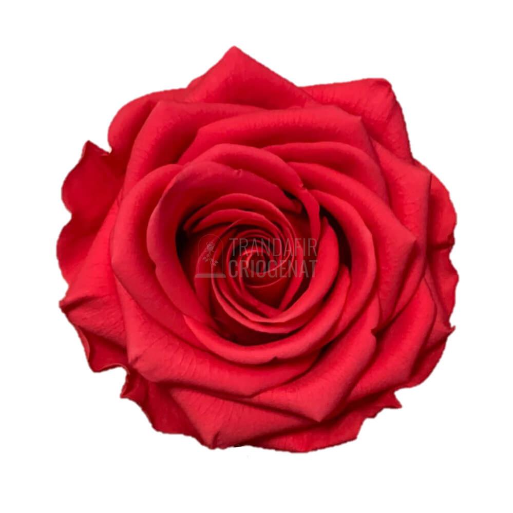 Trandafir Criogenat Roz Inchis In Cupolă De Sticlă 12x25 Cm Cu Ursulet De Pluș Alb Si Mesaj Personalizat