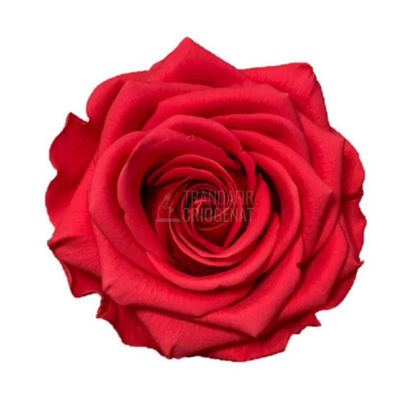 Trandafir Criogenat Roz Inchis In Cupolă De Sticlă 12x25 Cm Cu Ursulet De Pluș Alb Si Mesaj Personalizat