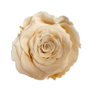 Trandafir Criogenat Șampanie în Cupolă de Sticlă cu Mesaj Personalizat Cadou pentru Iubită