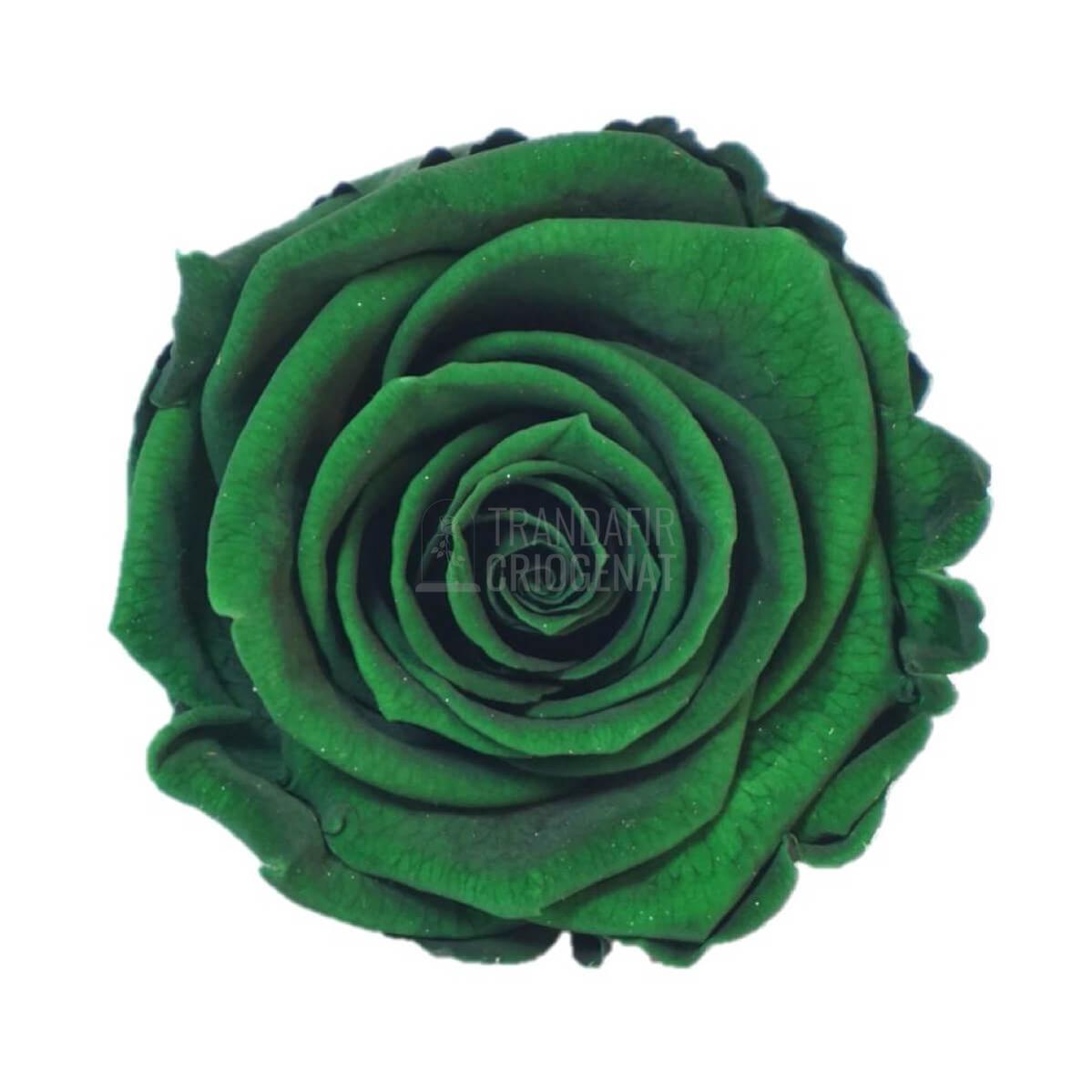 Trandafir Criogenat Verde Inchis In Cupola De Sticla Cu Mesaj Personalizat Cadou Pentru Ea