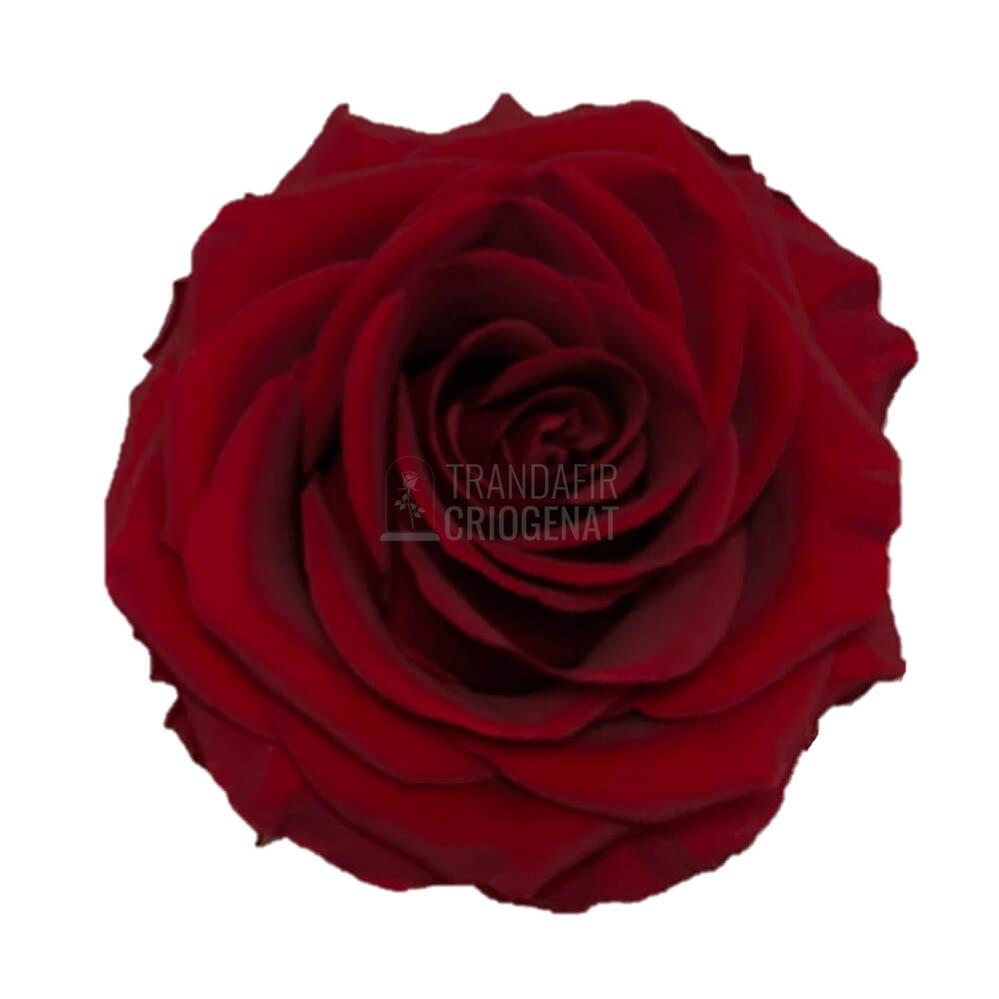 Trandafir Criogenat Visiniu in Cupolă de Sticlă cu Ursuleț de Pluș și Mesaj Personalizat