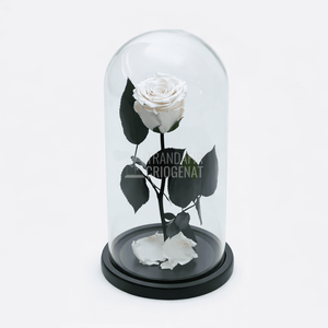 Trandafir Criogenat XL Alb Prăfuit În Cupolă De Sticlă Cadou Personalizat Cu Mesaj Rezistă 25 Ani
