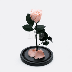 Trandafir Criogenat XL Piersică În Cupolă De Sticlă Cadou Personalizat Cu Mesaj Rezistă Până La 25 Ani