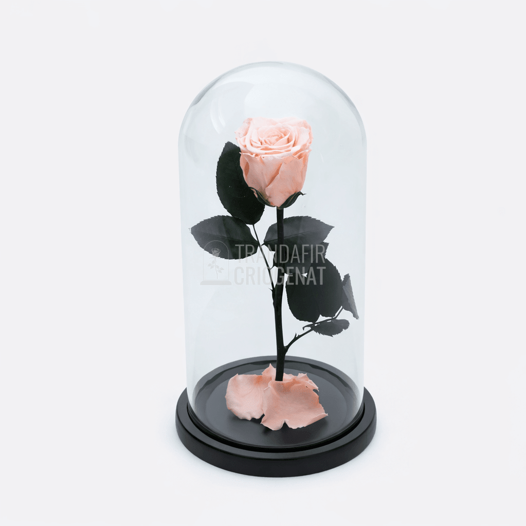 Trandafir Criogenat XL Piersică În Cupolă De Sticlă Cadou Personalizat Cu Mesaj Rezistă Până La 25 Ani