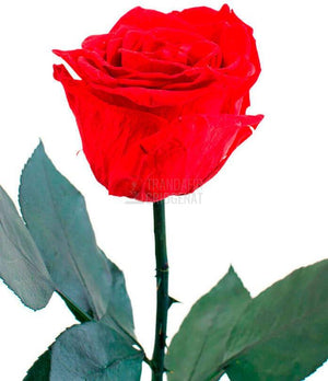 Trandafir Criogenat XL Roșu Corai În Cupolă De Sticlă Cadou Personalizat Cu Mesaj Rezistă 25 Ani