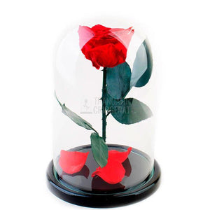 Trandafir Criogenat XL Roșu Corai În Cupolă De Sticlă Cadou Personalizat Cu Mesaj Rezistă 25 Ani