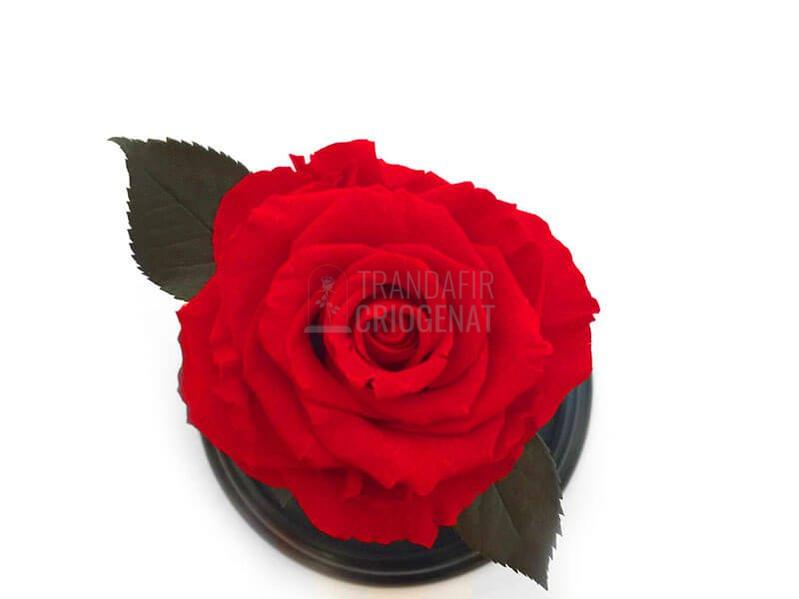 Trandafir Criogenat XL Roșu Corai În Cupolă De Sticlă Cadou Personalizat Cu Mesaj Rezistă 25 Ani