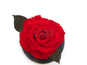 Trandafir Criogenat XL Roșu Corai În Cupolă De Sticlă Cadou Personalizat Cu Mesaj Rezistă 25 Ani