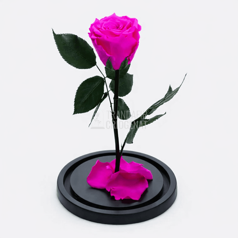 Trandafir Criogenat XL Roz Ciclam in Cupola de Sticla Cadou Personalizat cu Mesaj Rezista pana la 25 Ani