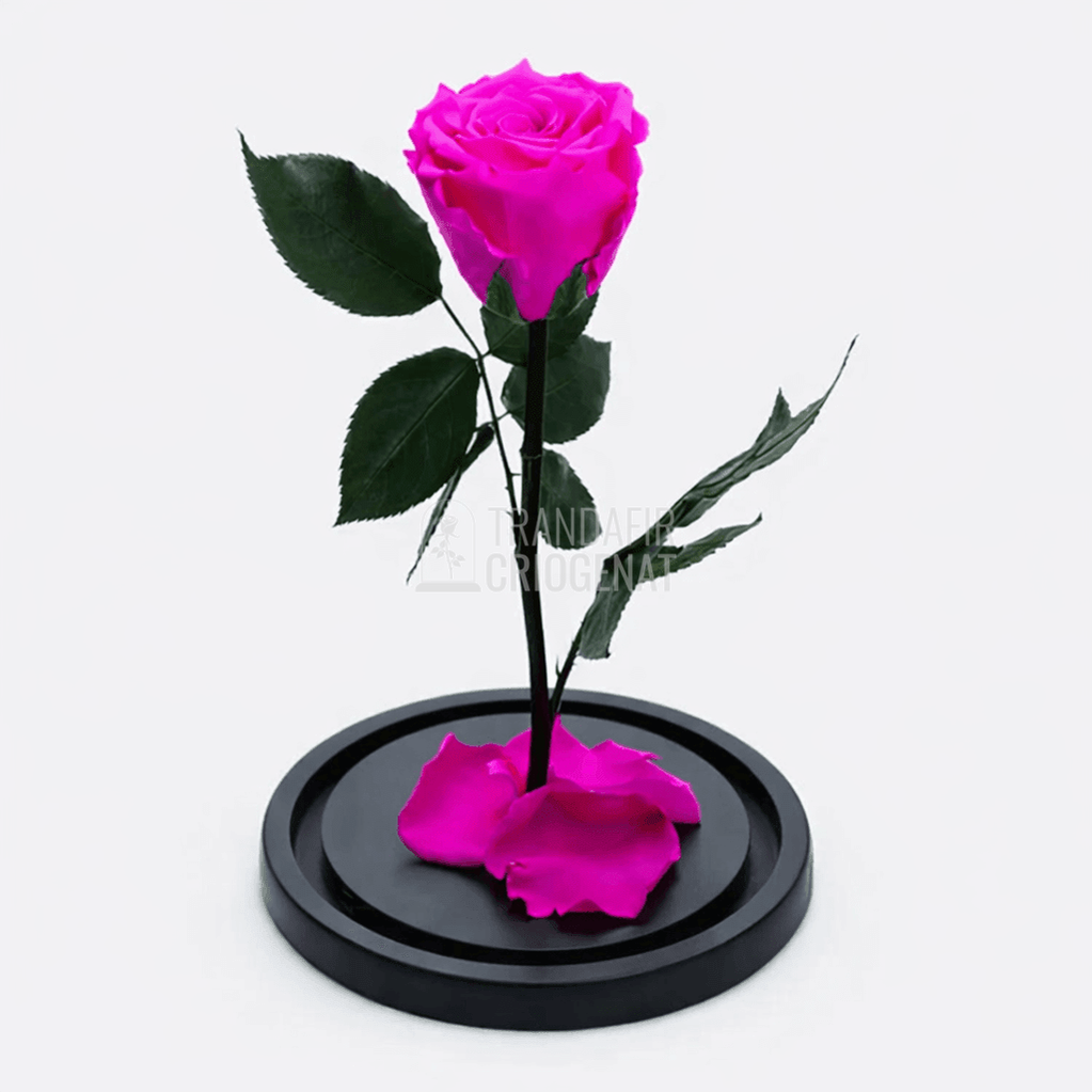 Trandafir Criogenat XL Roz Ciclam in Cupola de Sticla Cadou Personalizat cu Mesaj Rezista pana la 25 Ani