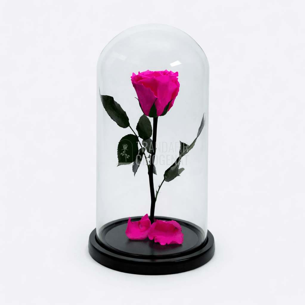 Trandafir Criogenat XL Roz Ciclam in Cupola de Sticla Cadou Personalizat cu Mesaj Rezista pana la 25 Ani