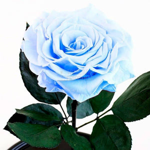 Trandafir Criogenat XXL Bleu În Cupolă De Sticlă Cu Mesaj Personalizat Cadou Pentru Femei