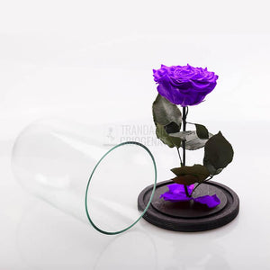 Trandafir Criogenat XXL Mov Purpuriu În Cupolă De Sticlă Cu Mesaj Scris Cadou Pentru Femei