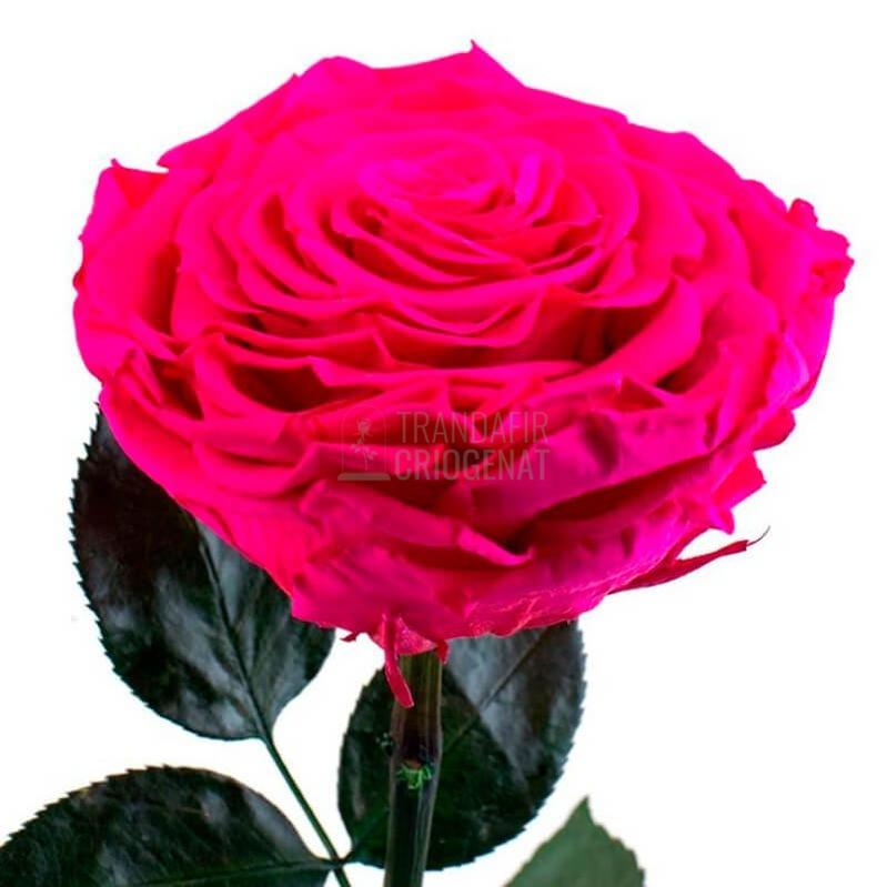 Trandafir Criogenat XXL Roz Ciclam In Cupola De Sticla Cu Mesaj Personalizat Cadou Pentru Femei