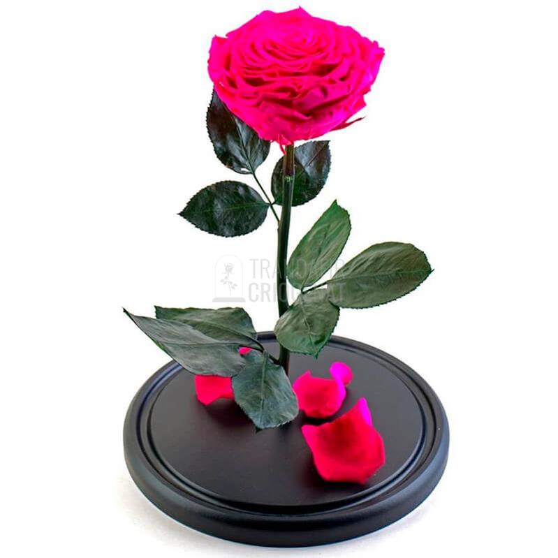 Trandafir Criogenat XXL Roz Ciclam In Cupola De Sticla Cu Mesaj Personalizat Cadou Pentru Femei