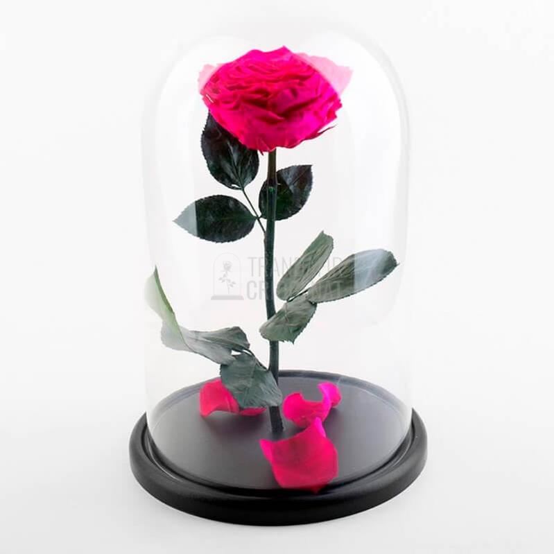 Trandafir Criogenat XXL Roz Ciclam In Cupola De Sticla Cu Mesaj Personalizat Cadou Pentru Femei