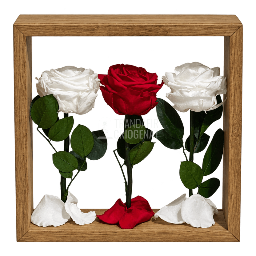 Aranjament cu 2 trandafiri criogenați albi și 1 roșu, 27 × 27 cm - Trandafir-Criogenat.ro