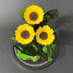 Aranjament Cu 3 Floarea Soarelui Criogenate In Cupolă De Sticlă 6 Cm Cadou - Trandafir - Criogenat.ro