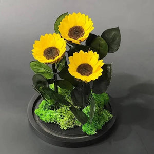 Aranjament Cu 3 Floarea Soarelui Criogenate In Cupolă De Sticlă 6 Cm Cadou - Trandafir - Criogenat.ro