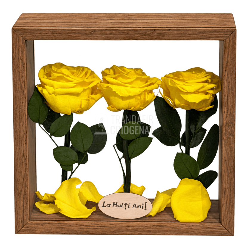 Aranjament de masă cu 3 trandafiri criogenați galbeni 27 × 27 cm - Trandafir-Criogenat.ro