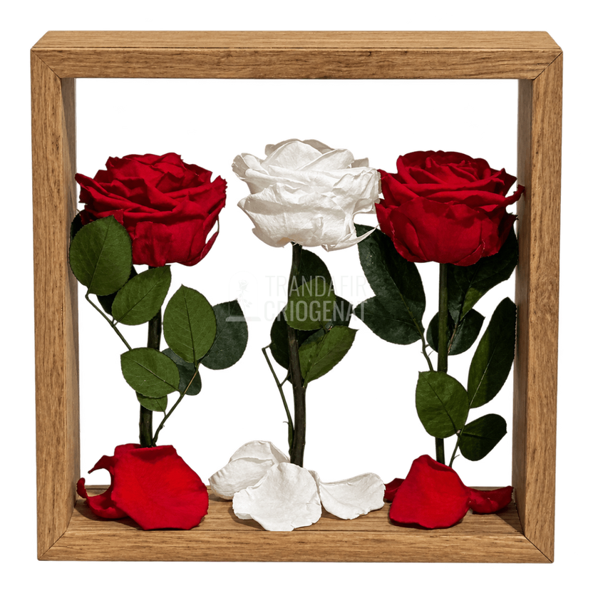 Aranjament de masă cu 3 trandafiri criogenați roșii și albi 27 × 27 cm - Trandafir-Criogenat.ro