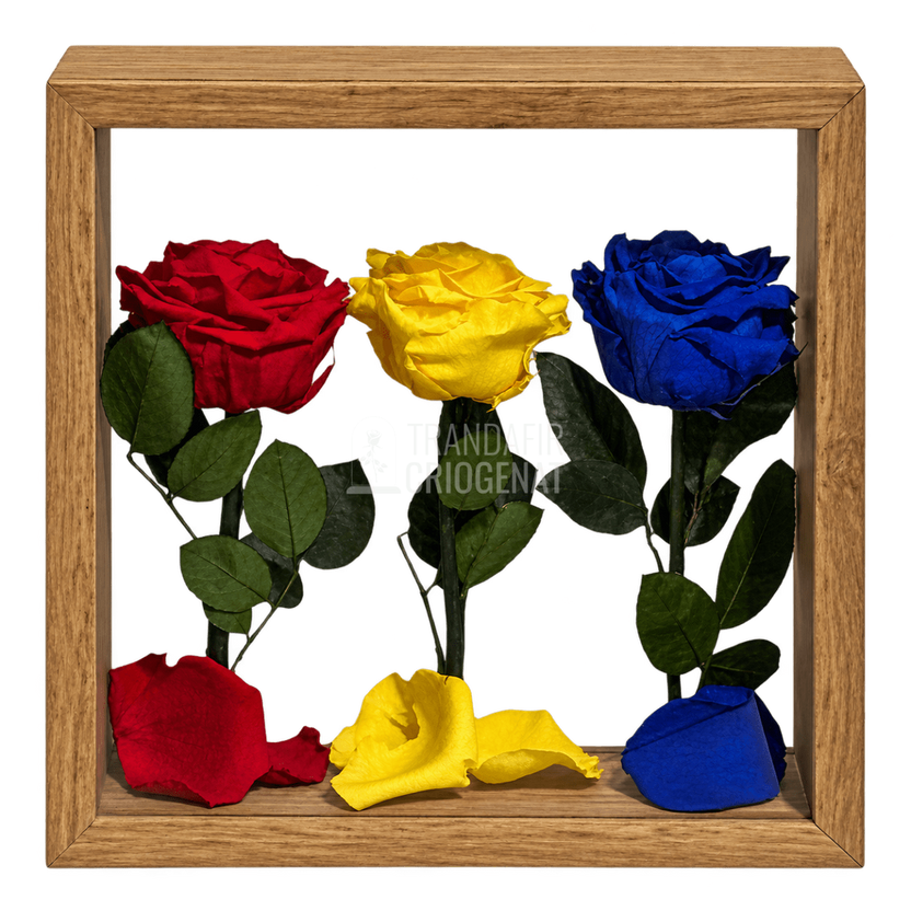 Aranjament tricolor cu 3 trandafiri criogenați, 27 × 27 cm - Trandafir-Criogenat.ro