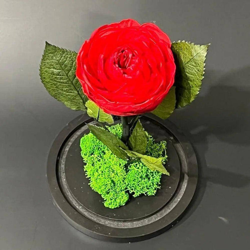 Bujor Criogenat Roșu Cu Cupolă Din Sticlă Diametru 10cm Cadou Etern 15x25cm - Trandafir - Criogenat.ro