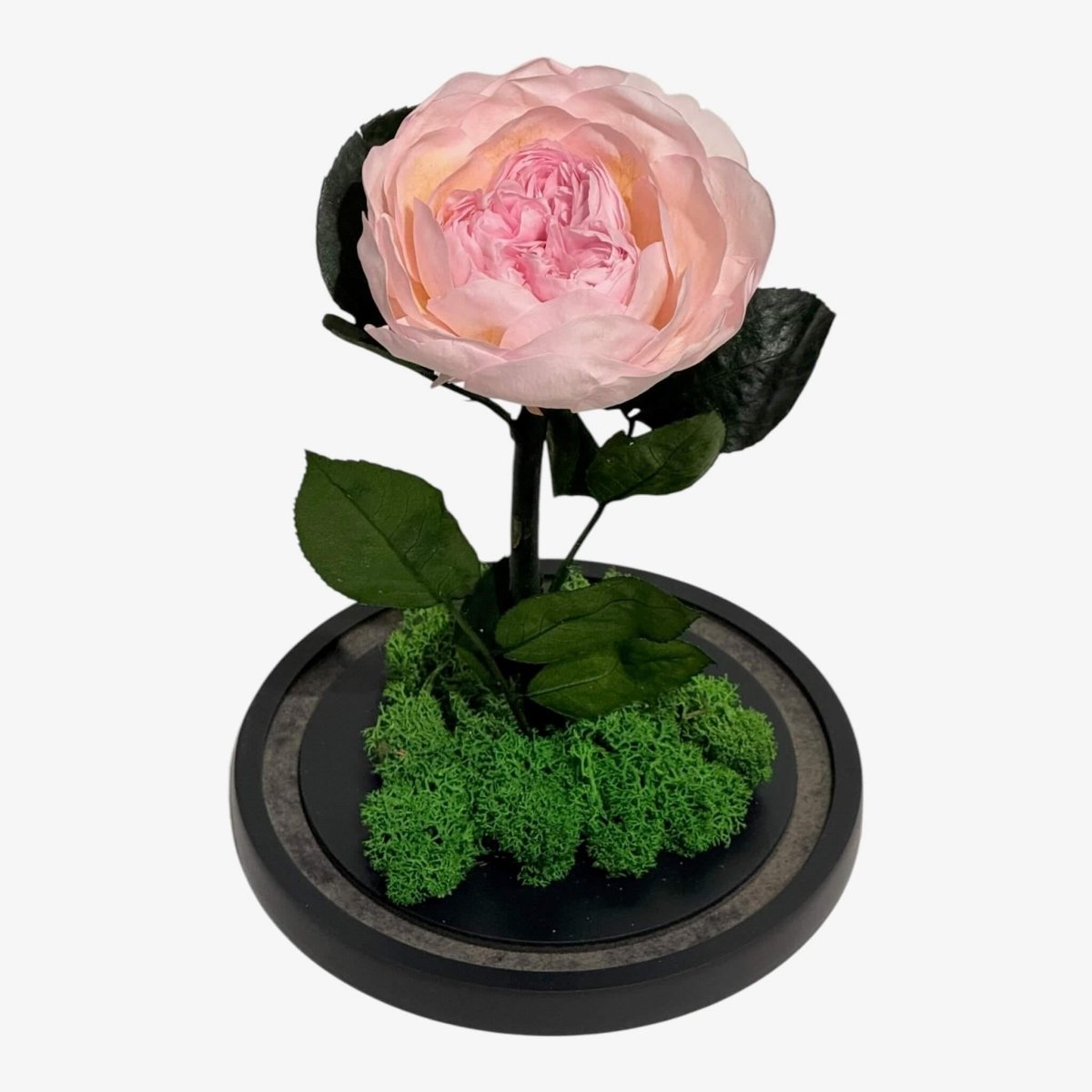 Bujor Criogenat Roz Cu Cupolă Din Sticlă Diametru 10 cm Cadou Cupolă 15x25cm - Trandafir - Criogenat.ro