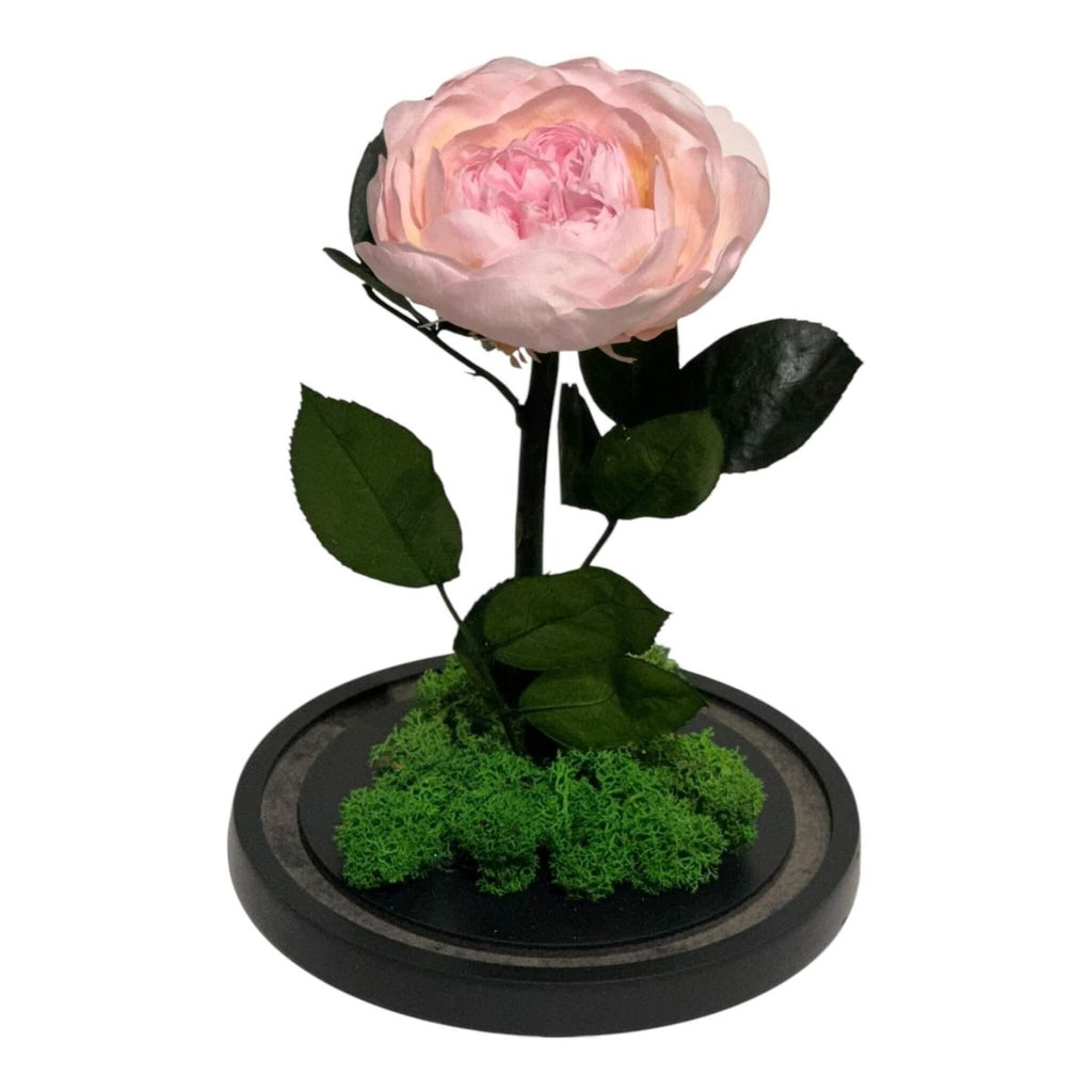 Bujor Criogenat Roz Cu Cupolă Din Sticlă Diametru 10 cm Cadou Cupolă 15x25cm - Trandafir - Criogenat.ro