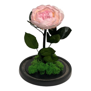 Bujor Criogenat Roz Cu Cupolă Din Sticlă Diametru 10 cm Cadou Cupolă 15x25cm - Trandafir - Criogenat.ro