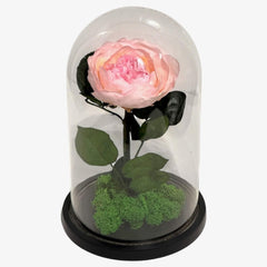 Bujor Criogenat Roz Cu Cupolă Din Sticlă Diametru 10 cm Cadou Cupolă 15x25cm - Trandafir - Criogenat.ro