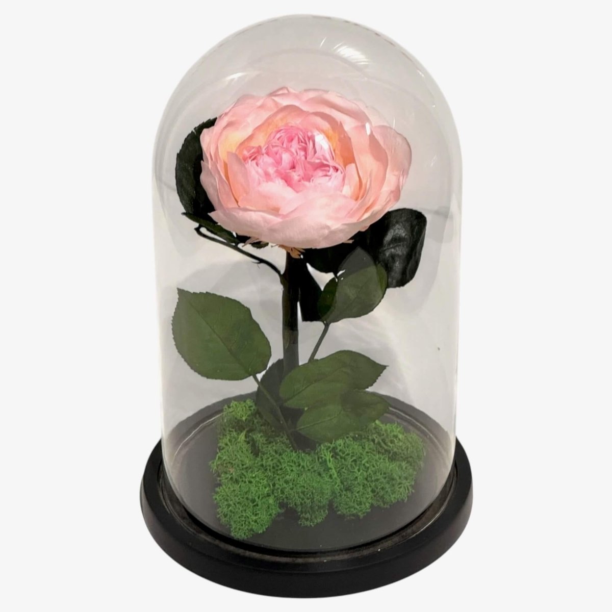 Bujor Criogenat Roz Cu Cupolă Din Sticlă Diametru 10 cm Cadou Cupolă 15x25cm - Trandafir - Criogenat.ro