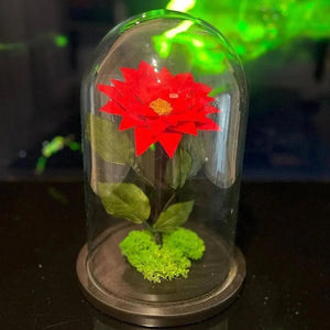 Craciunita Criogenata Rosie Cupola Decorativa 10 Cm Cadou Unic Pentru Iubita - Trandafir - Criogenat.ro