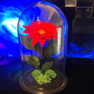 Craciunita Criogenata Rosie Cupola Decorativa 10 Cm Cadou Unic Pentru Iubita - Trandafir - Criogenat.ro