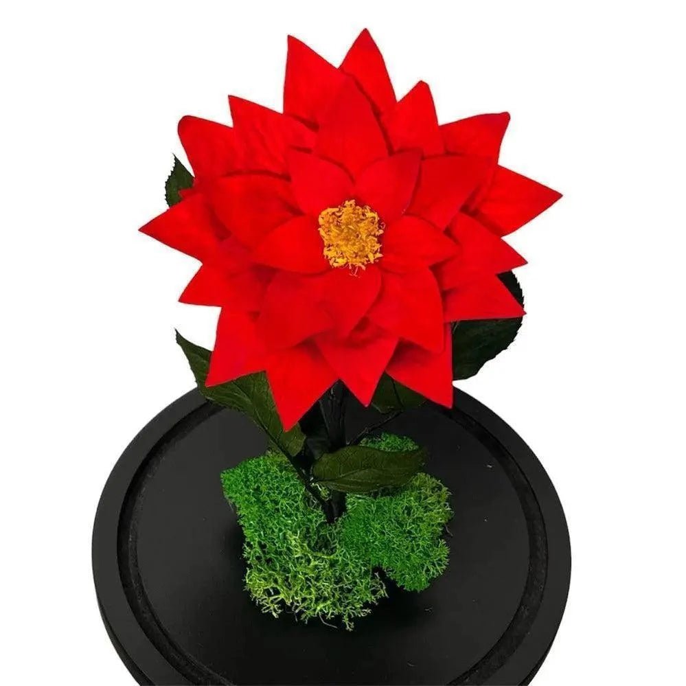 Craciunita Criogenata Rosie Cupola Decorativa 10 Cm Cadou Unic Pentru Iubita - Trandafir - Criogenat.ro