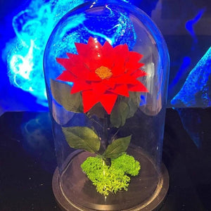 Craciunita Criogenata Rosie Cupola Decorativa 10 Cm Cadou Unic Pentru Iubita - Trandafir - Criogenat.ro