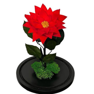 Craciunita Criogenata Rosie Cupola Decorativa 10 Cm Cadou Unic Pentru Iubita - Trandafir - Criogenat.ro