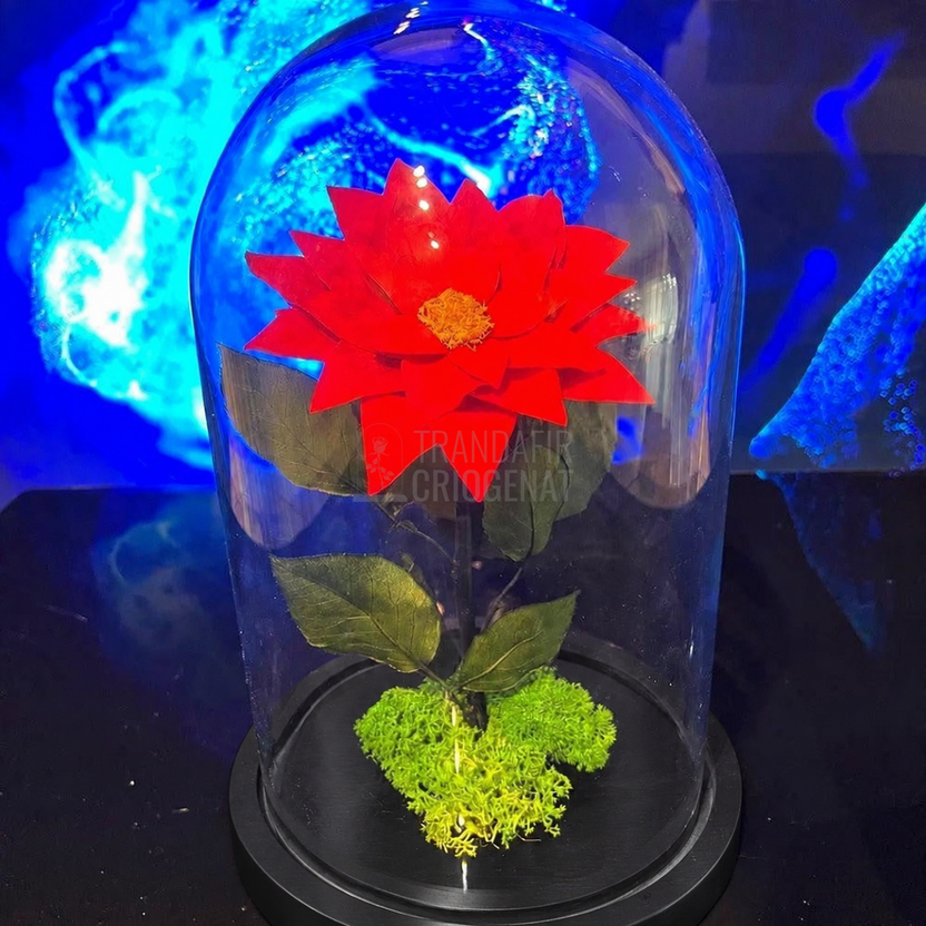 Crăciuniță criogenată roșie în cupolă de sticlă 15 × 25 cm, cu mesaj - Trandafir-Criogenat.ro