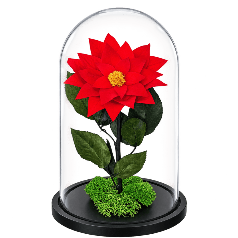 Crăciuniță criogenată roșie în cupolă de sticlă 15 × 25 cm, cu mesaj - Trandafir-Criogenat.ro