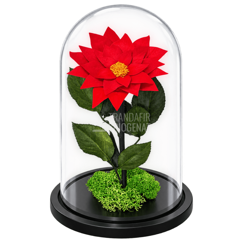 Crăciuniță criogenată roșie în cupolă de sticlă 15 × 25 cm, cu mesaj - Trandafir-Criogenat.ro