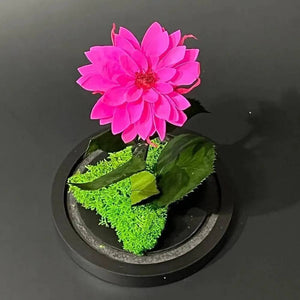 Dalie Criogenată Ciclam În Cupolă De Sticlă Cadou Nemuritor Dimensiune 10x20cm - Trandafir - Criogenat.ro