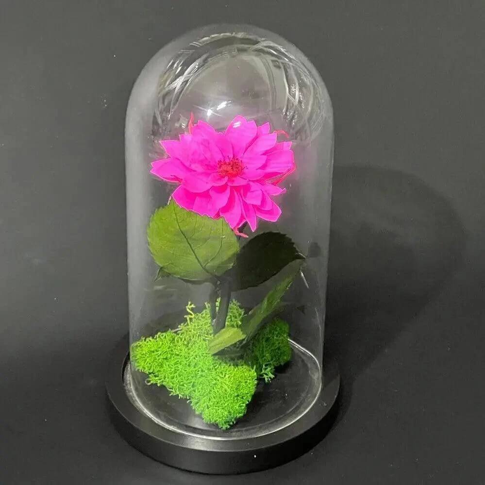 Dalie Criogenată Ciclam În Cupolă De Sticlă Cadou Nemuritor Dimensiune 10x20cm - Trandafir - Criogenat.ro