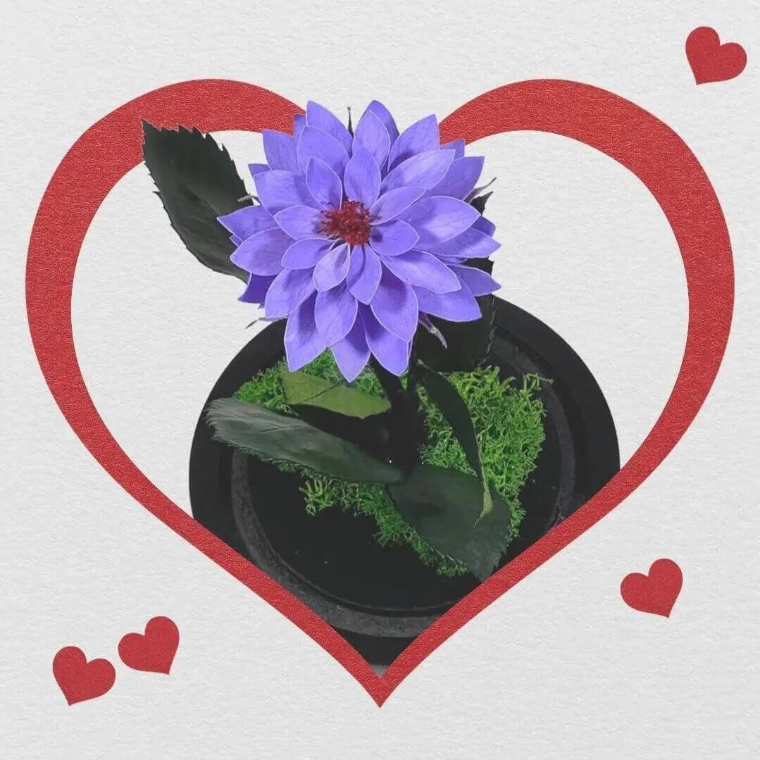 Dalie Criogenata Mov In Cupola Sticla Eleganta 10x20cm Cadou Unic Pentru Femei - Trandafir - Criogenat.ro