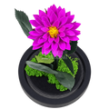 Dalie criogenată purpurie în cupolă de sticlă 10 × 20 cm, cu mesaj - Trandafir-Criogenat.ro