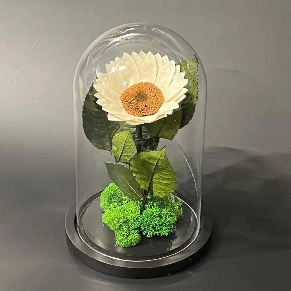 Floarea Soarelui Criogenată Albă În Cupolă De Sticlă 12 Cm Cadou Unic Durabil - Trandafir - Criogenat.ro